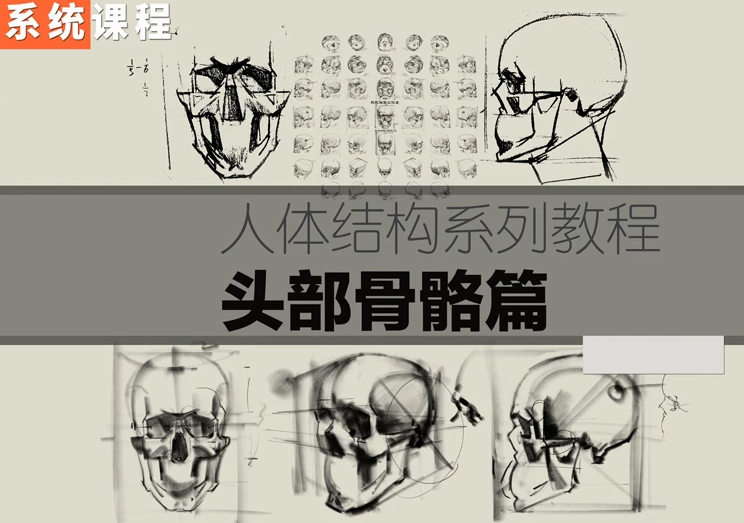 祝凯素描课程·硬性知识·头部骨骼